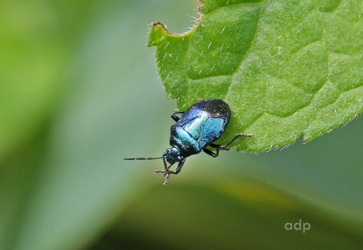 Blue Shield Bug (Zicrona caerulea) Alan Prowse